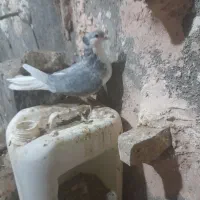 ساده مرسه ماده کاکلی