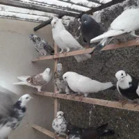 ۲۰طوق کبوتر پرشی|پرنده|تهران, جوادیه|دیوار