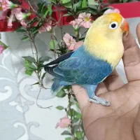 طوطی برزیلی پاربلو|پرنده|قرچک, میرزائی شمالی|دیوار
