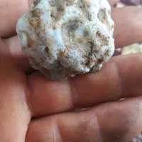 مرغ خروس لاری ومینیاتوری|حیوانات مزرعه|دشتابی, |دیوار