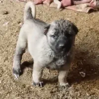 کانگال توله نر و ماده از پدر مادر وارداتی|سگ|پردیس, فاز ۶|دیوار