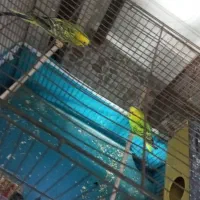 یک جفت فنج و مرغ عشق