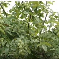 فروش باغ شبسترکافی الملک|فروش دفتر صنعتی، کشاورزی، تجاری|تبریز, |دیوار