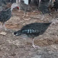 جوجه بوقلمون