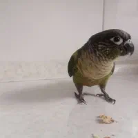 گیرنچک لئوساید دستی|پرنده|اصفهان, عمان سامانی|دیوار