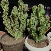 دوعدد کاکتوس صخره ای