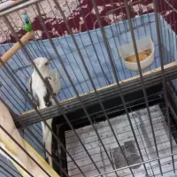 یک جفت عروس هلندی