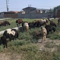 فروشی گوسفند افشار مخصوص برایه داشتی