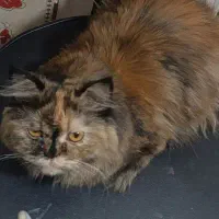 واگذاری گربه پرشین