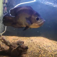 ماهی اسکار لجن خار چوب آب نوس  اکواریم بخاری