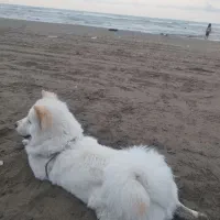 واگذاری چاوچاو 8ماه واکسینه شده