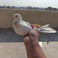 کفتر پرشی خال خوب|پرنده|نسیم‌شهر, |دیوار