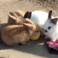 بچه خرگوش لوپ|موش و خرگوش|گرگان, |دیوار