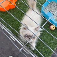 گربه پرشین|گربه|فردیس, فردیس|دیوار