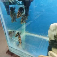 شهرستان مشهد ارسال ب تمام نقاط کشور