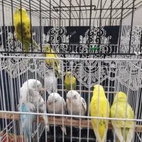 مرغ عشق|پرنده|اهواز, کوی فرهنگیان ۲|دیوار