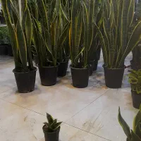 سانسوِریا ابلق پا بلند پُرغلاف سطل چهار و سطل هفت|گل و گیاه طبیعی|قم, نیروگاه|دیوار