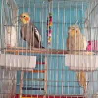 جفت عروس هلندی با قفس