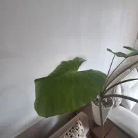 گل با با آدم|گل و گیاه طبیعی|ارومیه, |دیوار