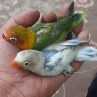 طوطی برزیلی دستی|پرنده|پاکدشت, پاکدشت (مامازند)|دیوار