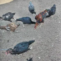 مرغ خروس لاری سیاه جوجه لاری سیاه اصل افغان|حیوانات مزرعه|محمدیه-قزوین, |دیوار