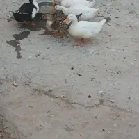 اردک