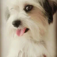 سگ تریرشیتزو gomshode