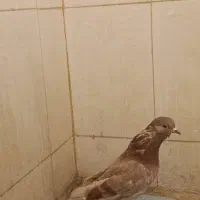 دوتا کبوتر پرشی|پرنده|یزد, |دیوار