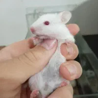 همستر|موش و خرگوش|قوچان, |دیوار