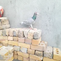 کفتر سار طوقی ماده
