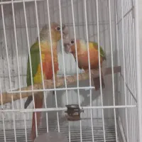 فروش گرینجیک  اناناسی رد. و دبل رد