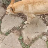 dog|سگ|شیراز, گلستان|دیوار