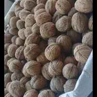 گردو امریکایی