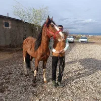 اسب پر خون
