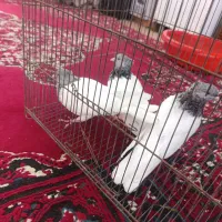 کبوتر کله الماس|پرنده|قم, شهرک فاطمیه|دیوار