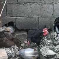 خانواده سیبرایت اصیل