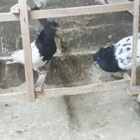کبوتر فروشی کله،توقی،دمبی