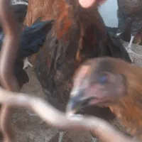 جوجه خروس|حیوانات مزرعه|نیشابور, شهرک بهارستان|دیوار