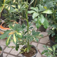 گل و گلدان|گل و گیاه طبیعی|یزد, |دیوار