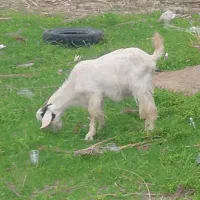 تروشت سالم و سرحال محلی