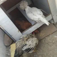 مرغ و خروس|حیوانات مزرعه|فردیس, شهرک ناز|دیوار