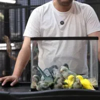 جوجه سرلاکی کاسکو شاه طوطی ملنگو راهب اقساطی