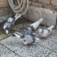 کبوتر کفتر|پرنده|شهریار, شهریار|دیوار