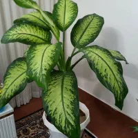 گل و گیاه