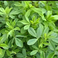 یونجه خالص درجه یک