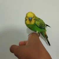 مرغ عشق دستی