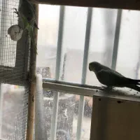 ملنگو هلندی|پرنده|مشهد, آبکوه|دیوار