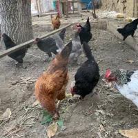 مرغ