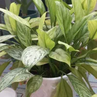 گل طبیعی|گل و گیاه طبیعی|شیراز, زیباشهر|دیوار