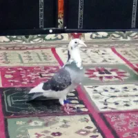 ابلیغ زرهی